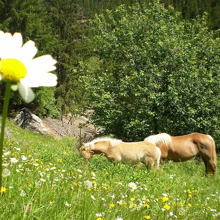 Farm stay Haflingerhof Schmid *